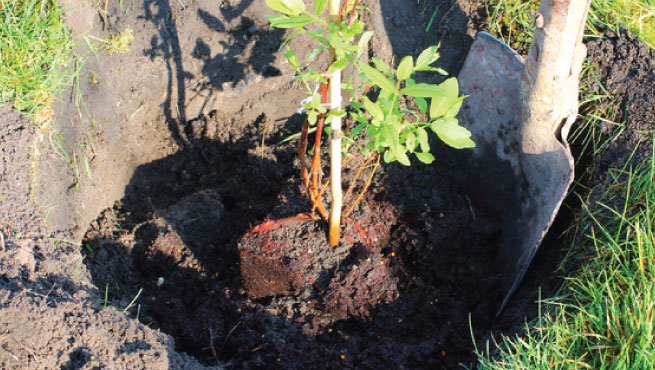 TREE-PLANTING-01